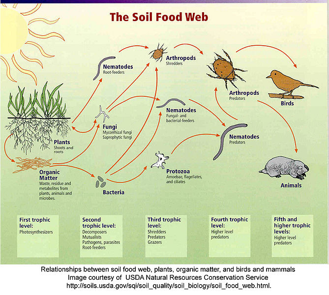 669px-Soil_food_webUSDA