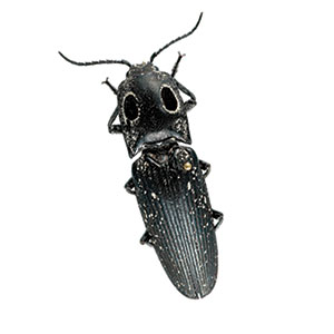 insect_click_beetle_300